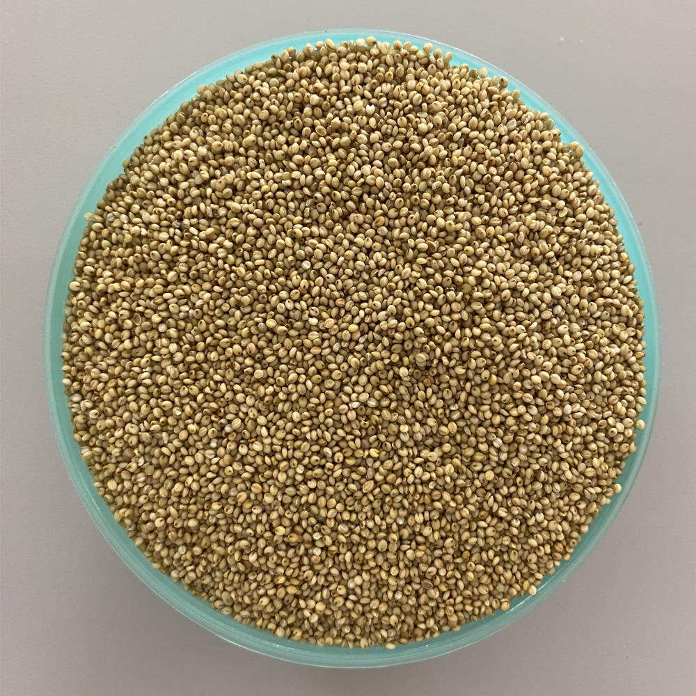 Browntop Millet/Kulasaamai Raw